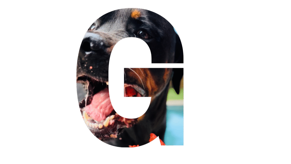 rottie haven website (16)